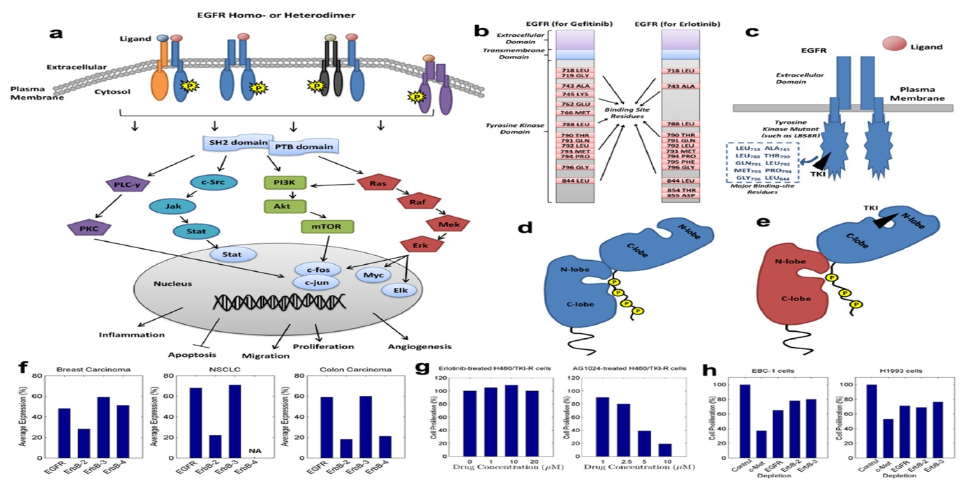 EGFR Signaling